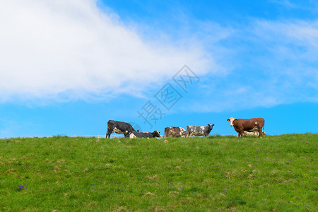 动物斑点法国Auvergne的典型奶牛高清图片