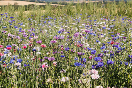 自然户外夏季一个田地的多彩变化花朵夏天图片