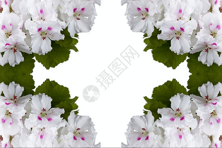 植物群压痛区系白色背景上孤立的白色花朵图片