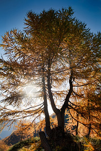 秋季的太阳和树木图片
