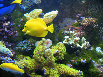珊瑚移动底部水下热带外来鱼类蓝色的图片
