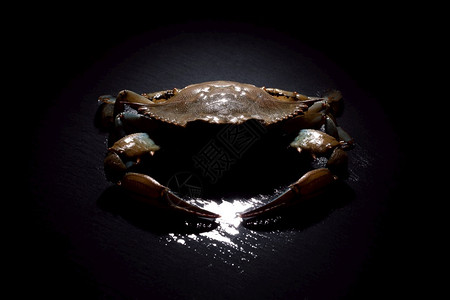 美味的螃蟹黑底蓝生海鲜概念色的图片