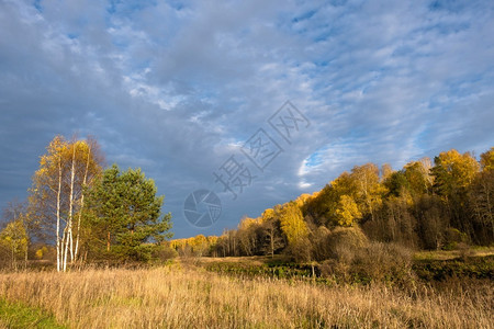 叶子美丽多云的俄罗斯秋天风景布满明亮白葡萄树干和蓝云天空绿松树图片