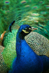 摄影美丽的鸟他羽角尾随而来蓝色的打扮图片
