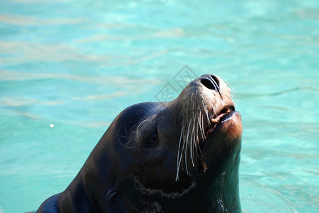 海洋狮的鼻子从水柱表面冒出来冲海狮的鼻子脸可爱图片