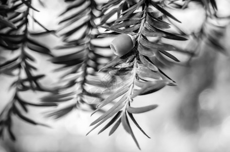 巴卡塔叶树Yew税士bacakata分支细节黑白图像植物学紫杉科图片