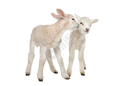 两只小绵羊新的羊肉动物两只小羔在白色背景面前的两只小羊羔背景