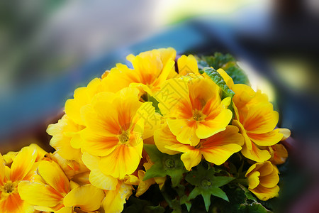 植物春天黄色普里穆拉粗俗的春花朵盛开高清图片