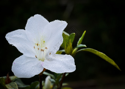 花瓣盛开的白乳色黄褐斑树图片