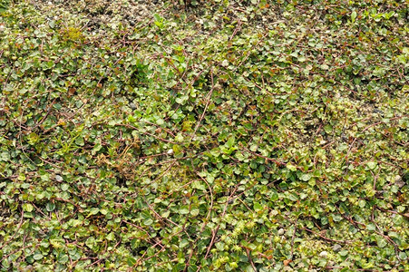 米切拉浆果契再造爬来去跪在拜倒的香草林木灌丛植物图片