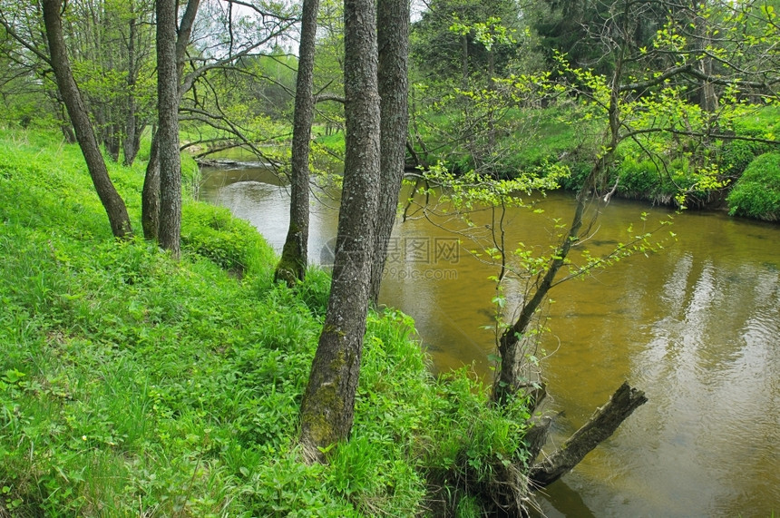 溪流河边的树木图片