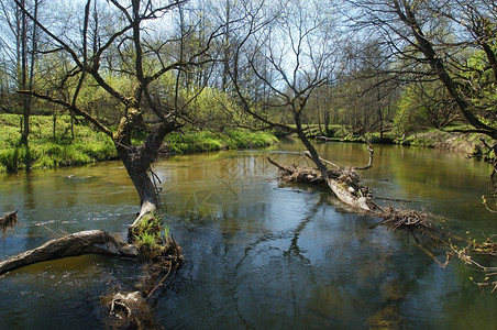 溪流河边的树木图片