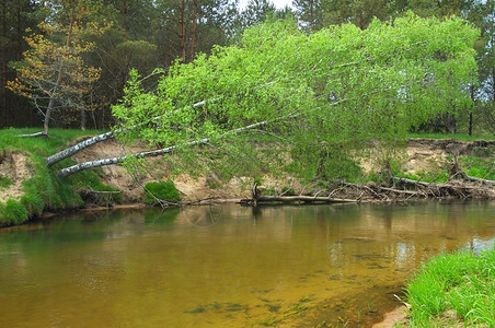 溪流河边的树木高清图片