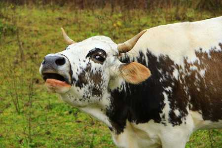 哭泣母牛在牧场上大声地哭出斑母牛的叫声草乡村图片
