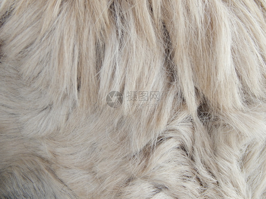 地毯斑马羊毛和动物皮质小地毯图片