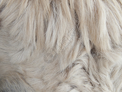 地毯斑马羊毛和动物皮质小地毯图片
