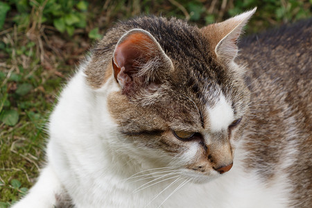 一种在花园里个躺着的小猫头部被关上科动物头发图片