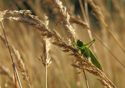 小麦上的蚂蚱自然场地蟋蟀图片