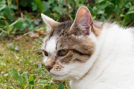 蹲在地上的可爱猫咪图片