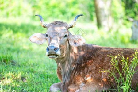 哺乳动物场地春天大角牛的画像肖背景图片