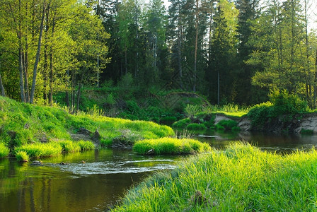 小河伊斯洛克流经森林水平的四月植物高清图片