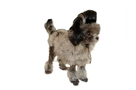 戴假发的狗玩具肖像老的背景图片