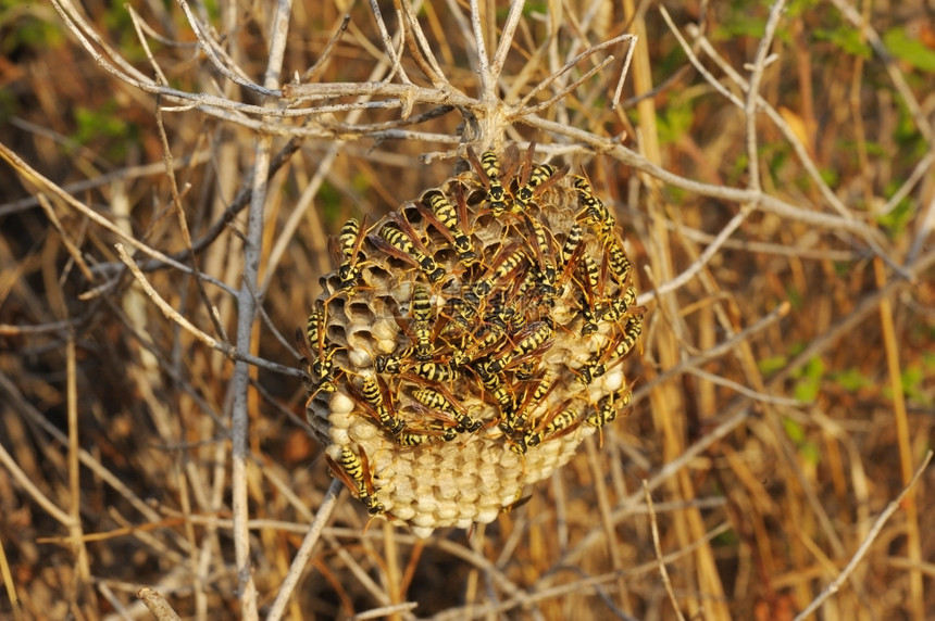 以色列干草中筑巢的黄蜂膜翅目家庭黑色的图片