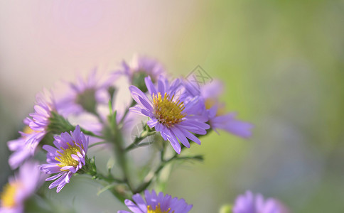 紫色的植物粉红阿斯特花朵在模糊的背景中开花浪漫的图片