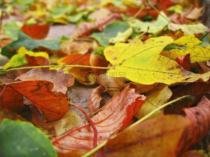 多彩的秋天落叶图片