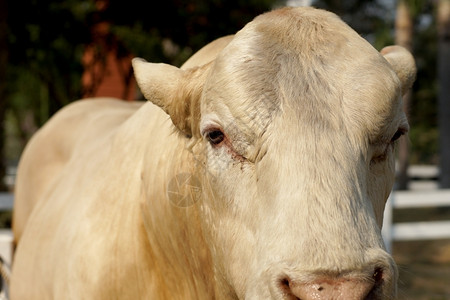 动物关闭农场养牛的牲畜农业公牛图片