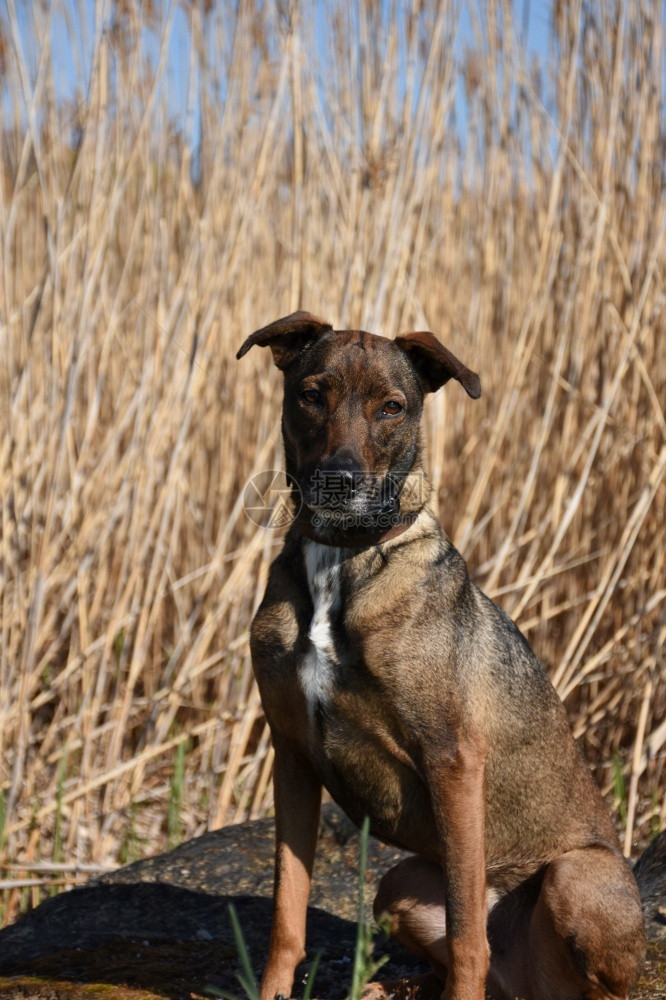 库努岛狗坐着不动舌头猎犬棕色的图片