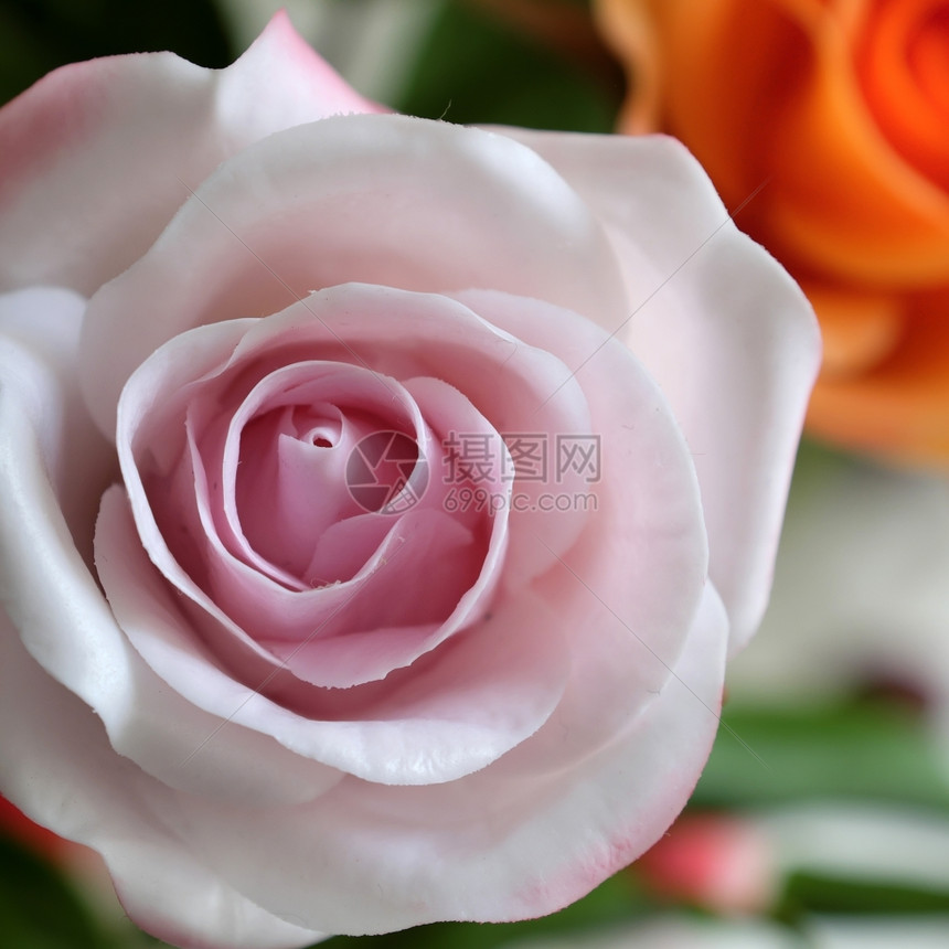美妙的粘土艺术粉红玫瑰花的紧闭美丽人造鲜花精巧的手工艺颜色制作的花瓣图片
