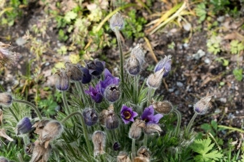 春林中的蓝花Pulsatilla粗俗花朵丰富多彩的自然图片