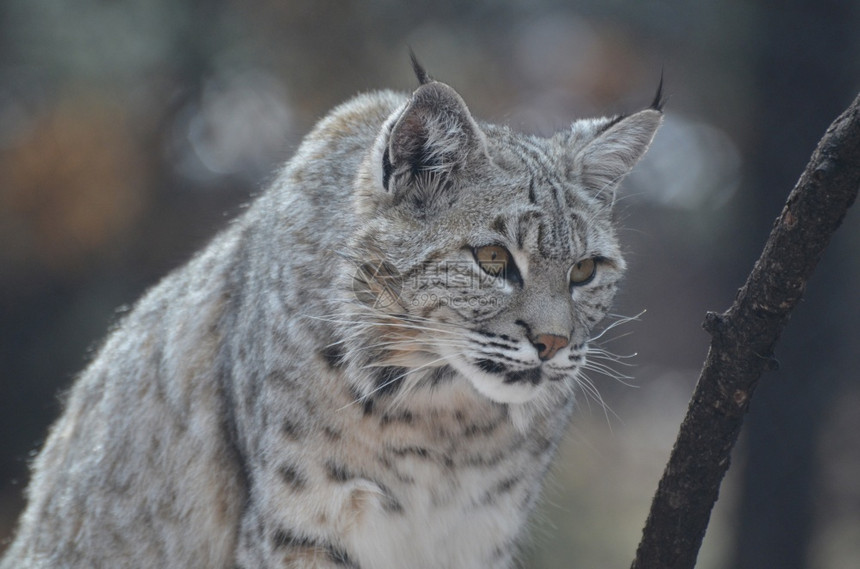 动物狂野加拿大捕猎物的林克斯他跟踪和狩猎鲁弗斯缠扰者图片