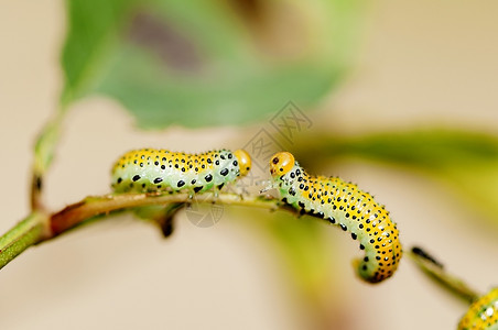 生物蝴蝶黄色的两只毛虫爬在树枝上毛虫交叉到叶尾图片