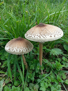 宝瓷真菌学双子悬浮蘑菇大型利皮奥塔Procera菌类图片