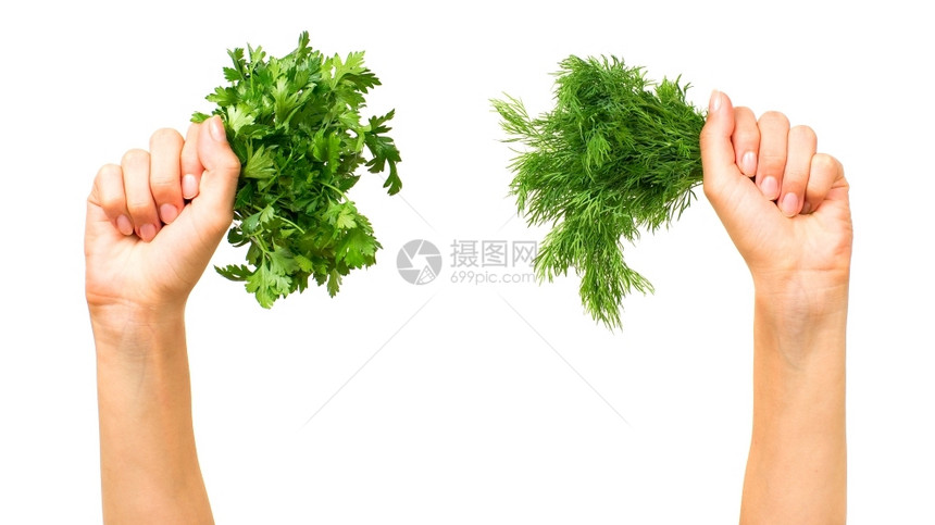 收成食物保持手握着派斯利和迪尔的手孤立在白色背景上图片