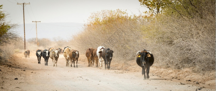 非洲博茨瓦纳的牛群沿一条灰尘横扫的公路向下行走牛群移动土地物图片
