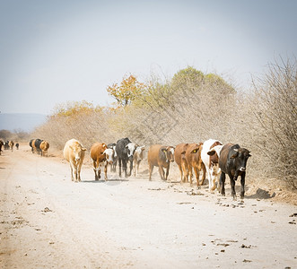 非洲人平原博茨瓦纳的牛群沿一条灰尘横扫的公路向下行走牛群放牧图片