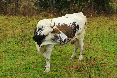黑色的喇叭奶牛在牧草的黑点上白色牧牛乡村图片