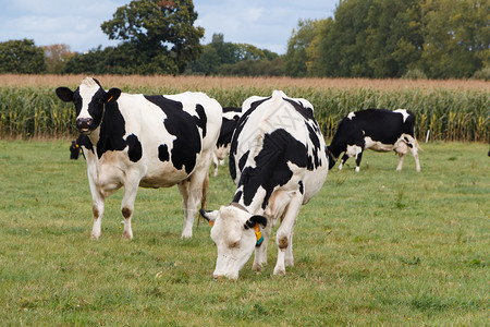 法国农场草黑白荷斯坦牛群在布列塔尼的田野放牧图片