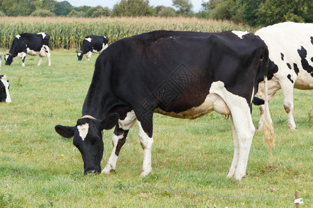 一种黑白荷斯坦牛群在布列塔尼的田野放牧白色农场图片