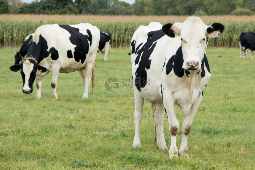黑色的白荷斯坦牛群在布列塔尼的田野放牧法国奶牛图片