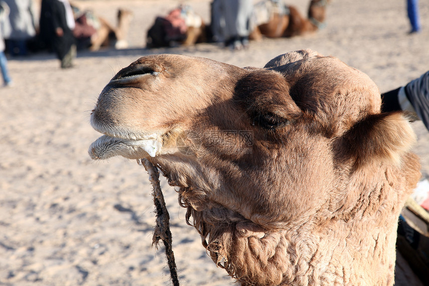 自然运输辔骆驼的头图片