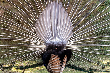 美丽的雄孔雀后背炫耀它羽毛优雅脖子鸟图片