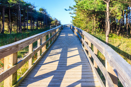 安格尔穿过联合王国威尔士安格西的纽伯勒森林Anglesey夏天树空背景