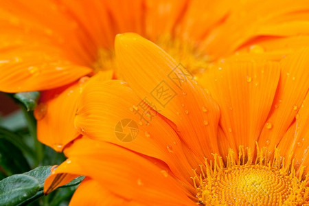 橘色非洲菊花瓣背景图片