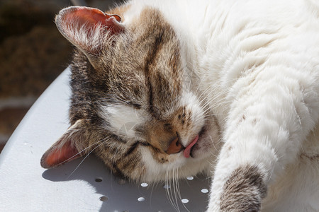 哺乳动物猫科在花园的桌子上躺着一只小猫趴在地上加长图片