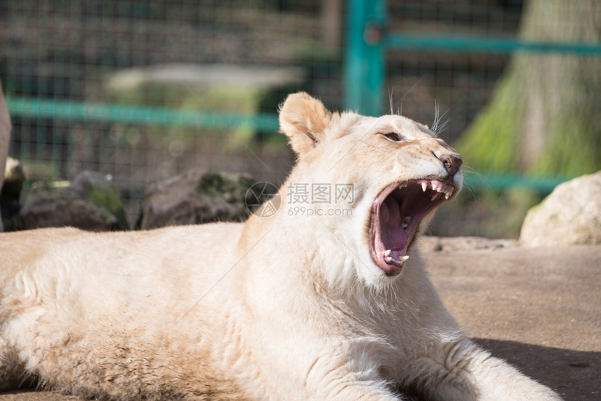 杀手动物园的狮子小熊打哈英国爪子图片