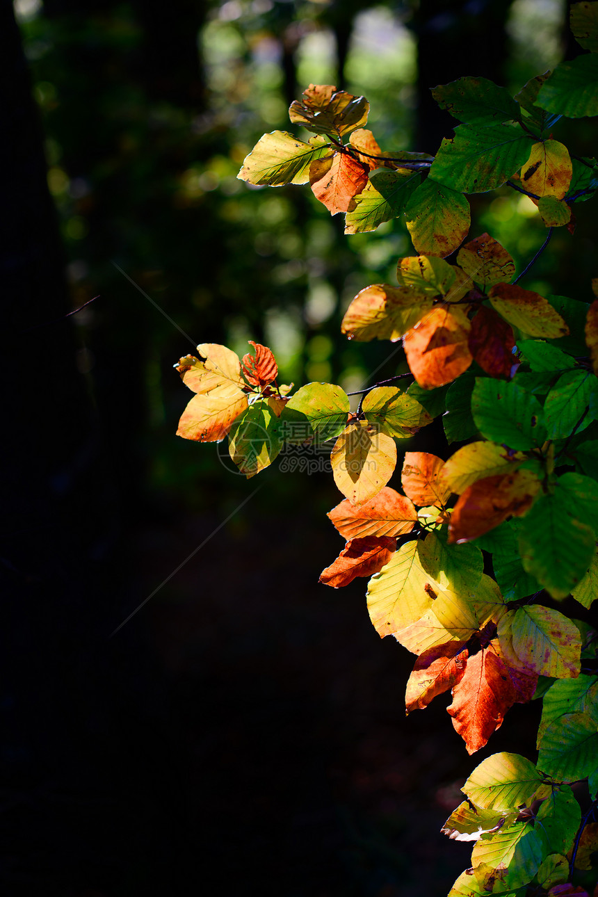 阳光照耀着多彩的秋叶十一月充满活力图片